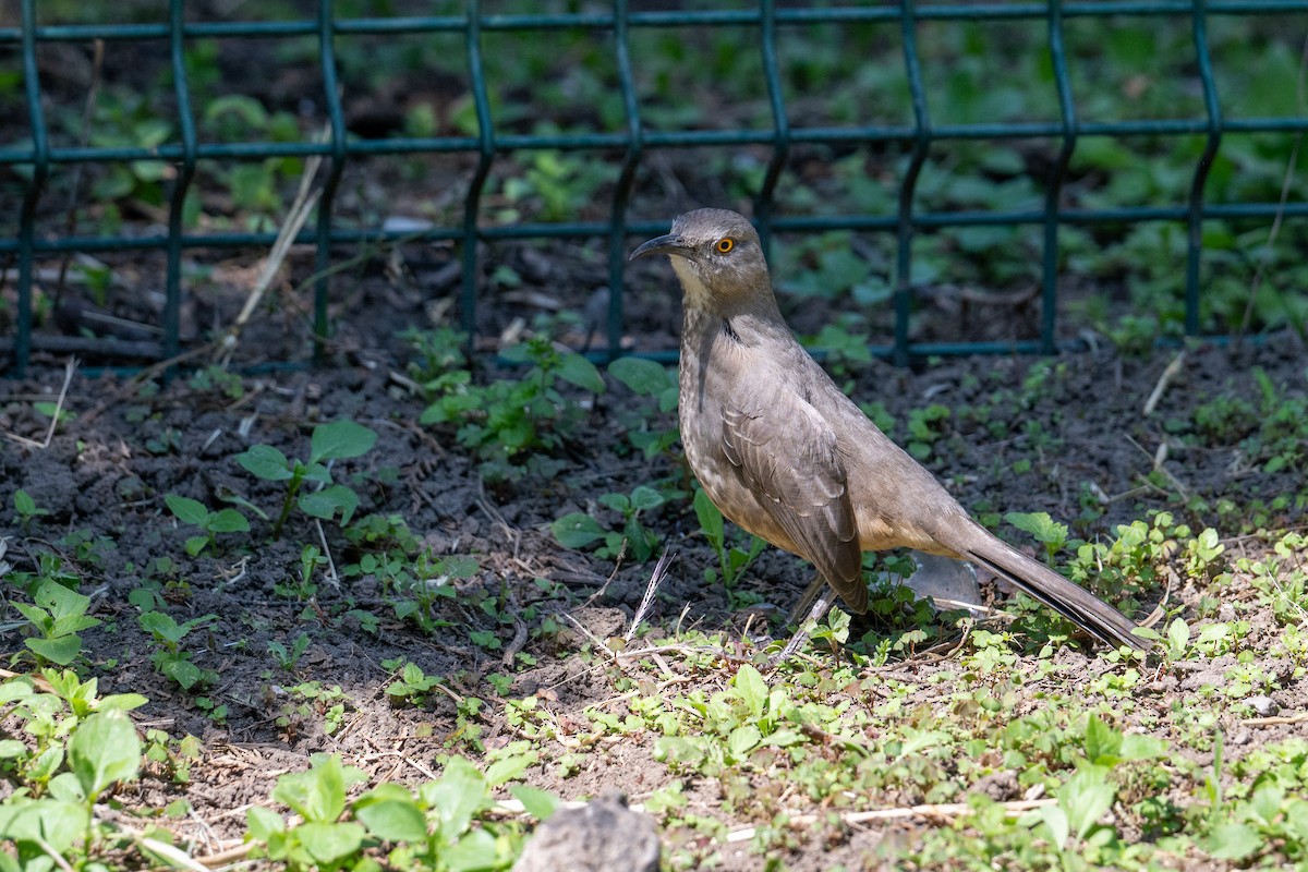 Curve-billed Thrasher (curvirostre Group) - ML644219890