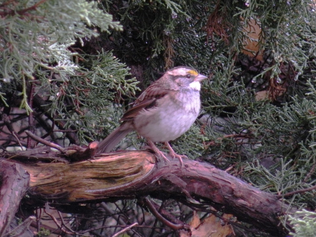 White-throated Sparrow - ML644219892