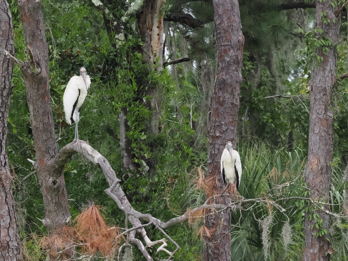 amerikastork - ML644219899