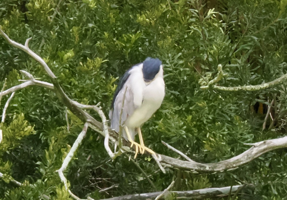 natthegre - ML644219904