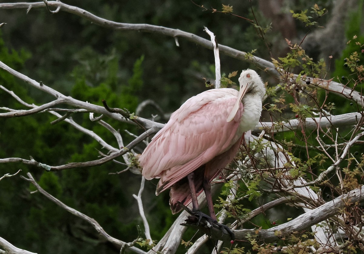 rosenskjestork - ML644219908