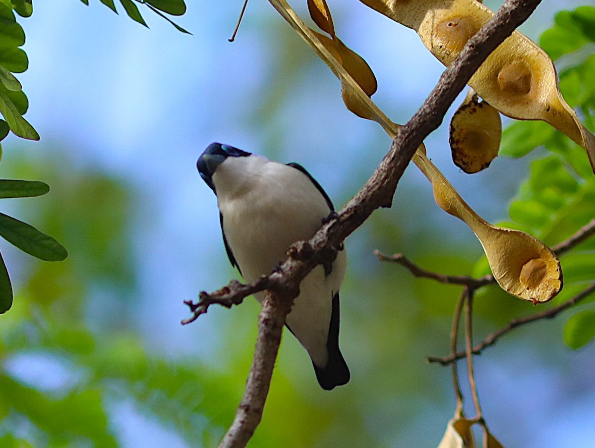 Artamie chabert - ML644219910