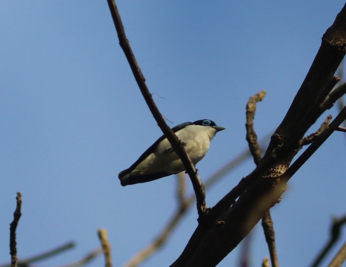 Artamie chabert - ML644219911