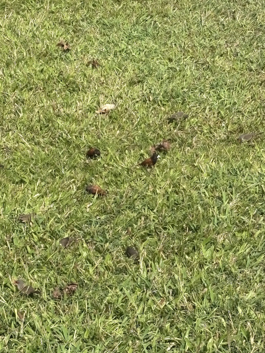 Chestnut Munia - ML644219916