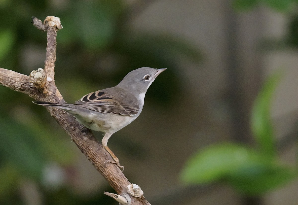 Sterpazzola - ML644219921