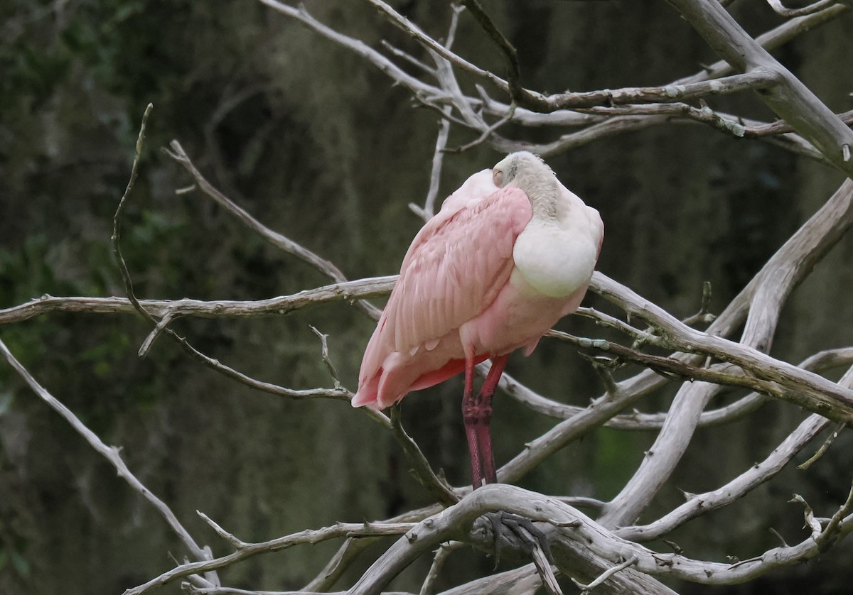 rosenskjestork - ML644219923