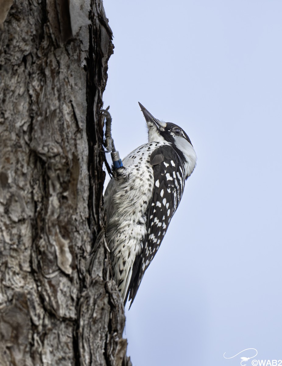 Pic à face blanche - ML644219924