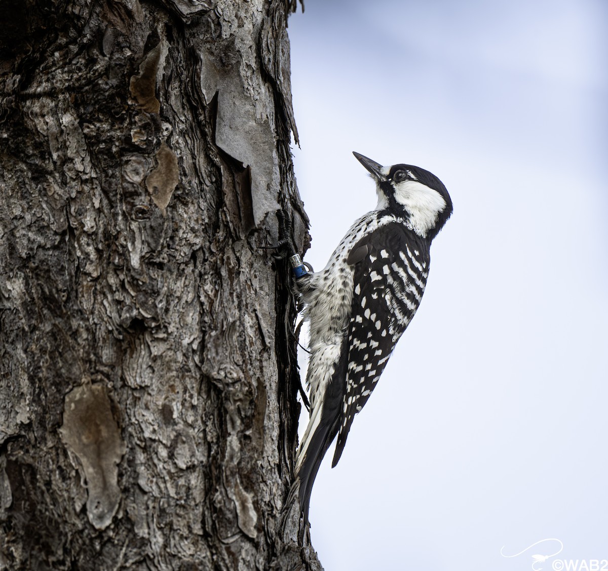 Pic à face blanche - ML644219929