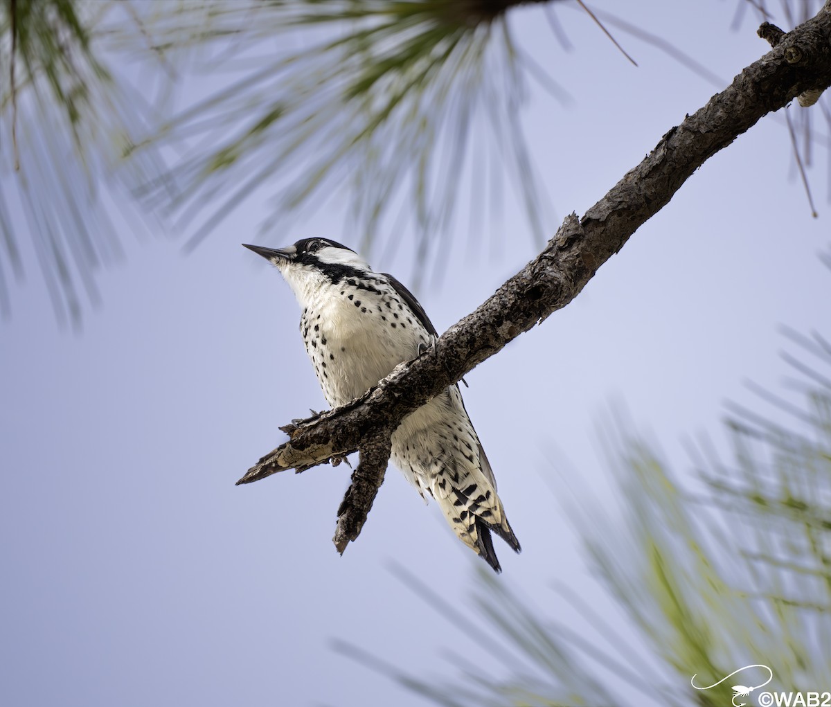 Pic à face blanche - ML644219931