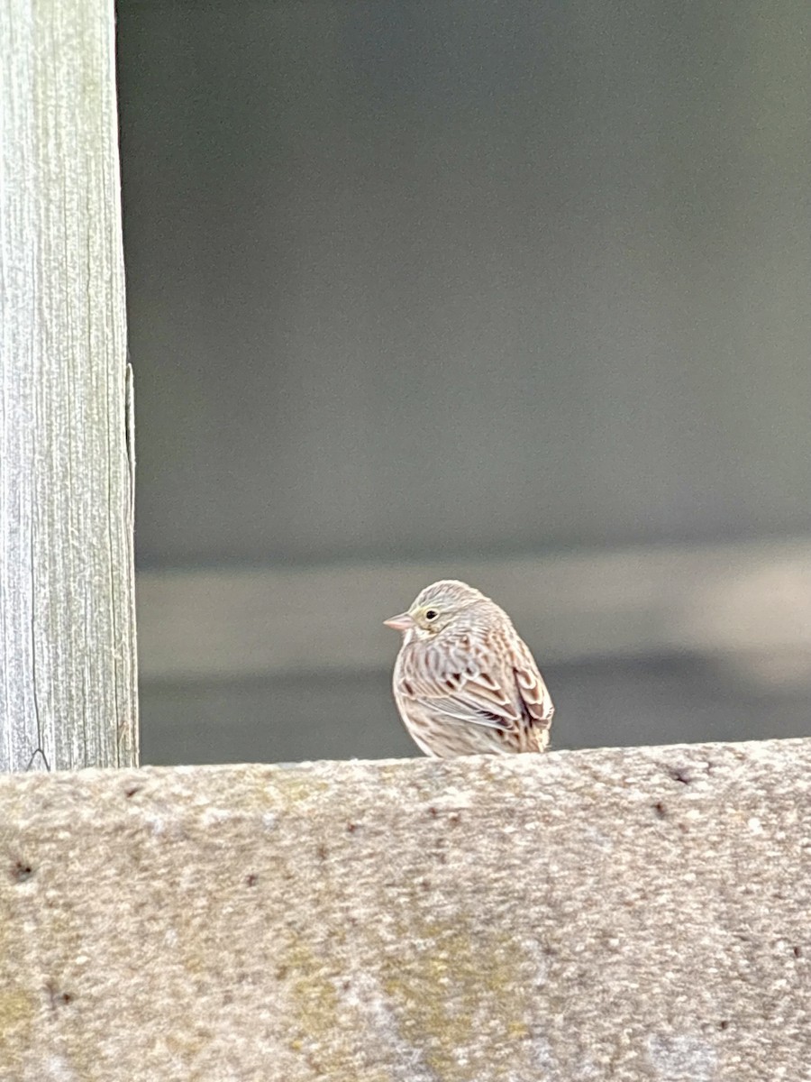 Savannah Sparrow (Ipswich) - ML644219933
