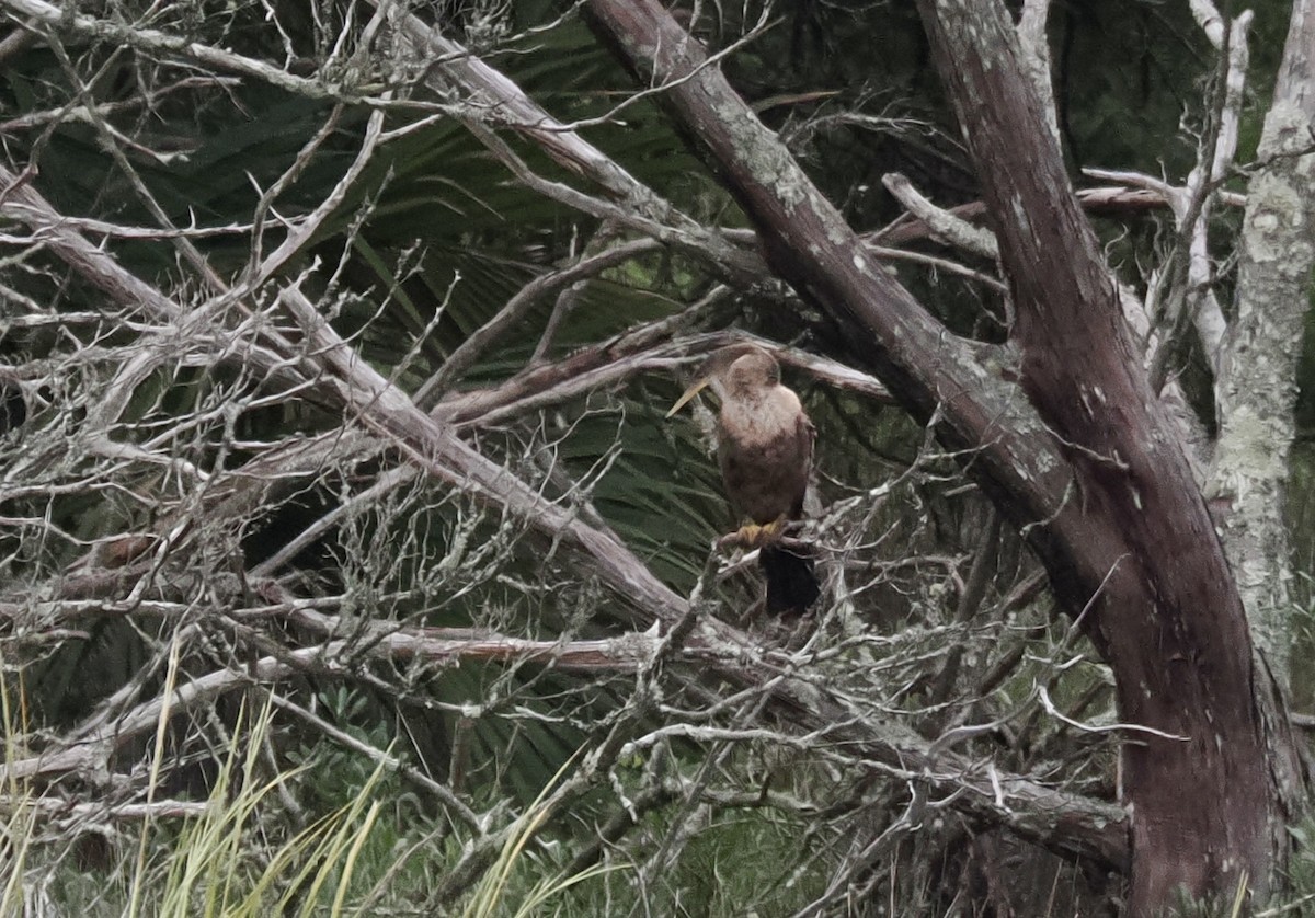 amerikaslangehals - ML644219940