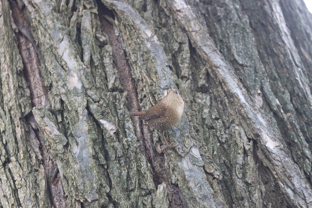 Chochín Hiemal - ML644219941