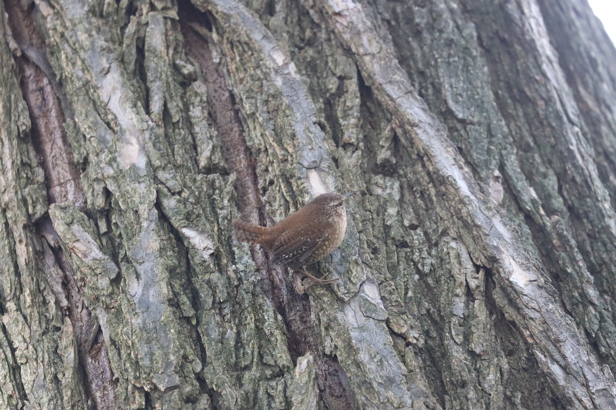 Chochín Hiemal - ML644219942