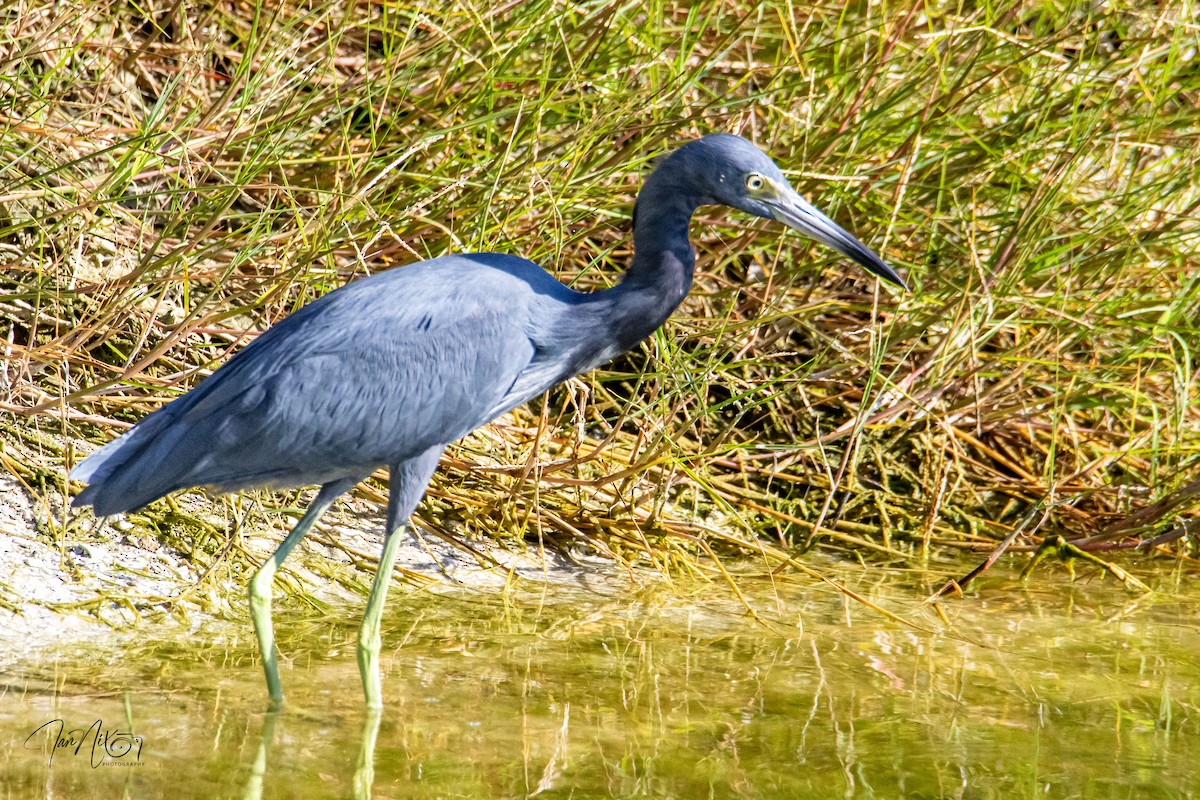 Little Blue Heron - ML644219969