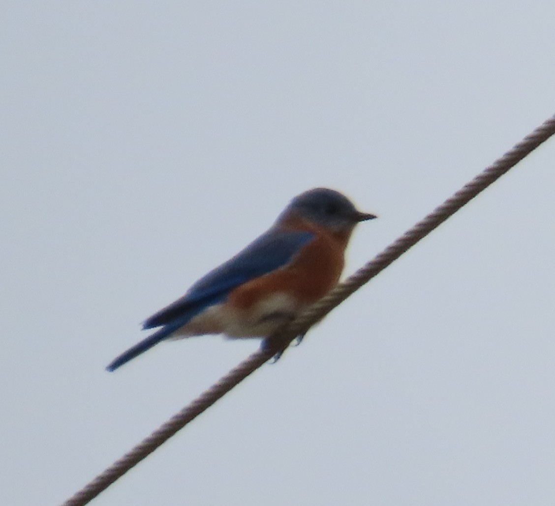 Eastern Bluebird - ML644219971