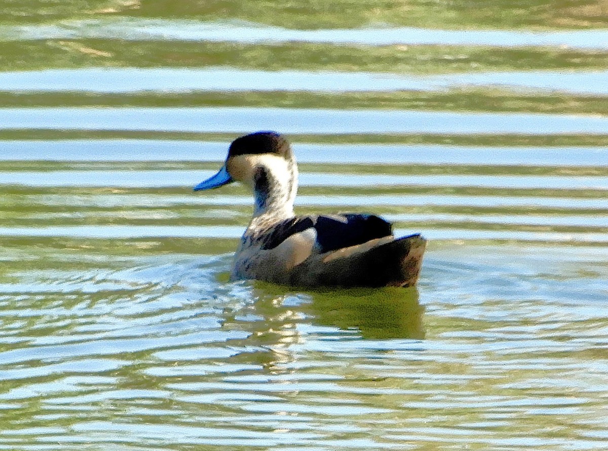 Blue-billed Teal - ML644219974