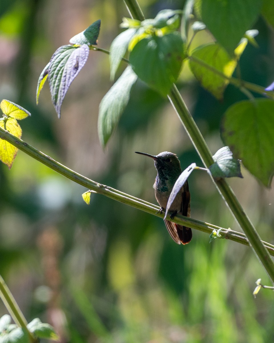 beryllkolibri (beryllina/viola) - ML644219985