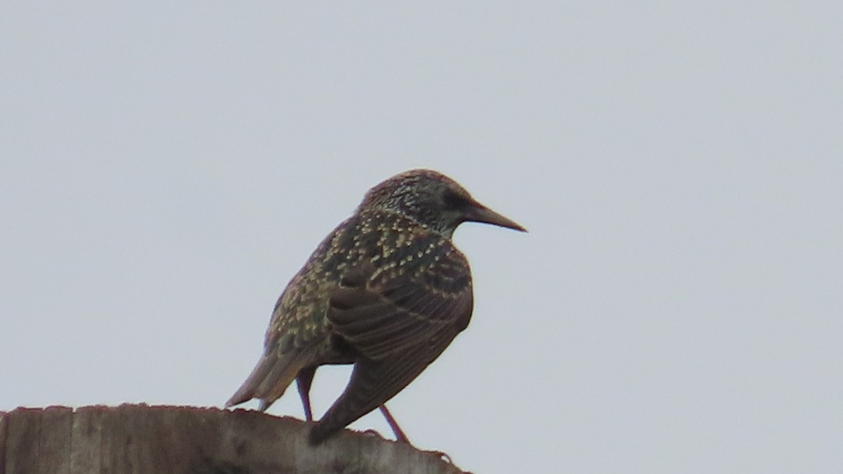 Хар тодол - ML644219998