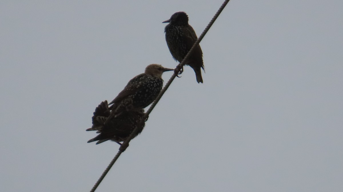 Хар тодол - ML644219999