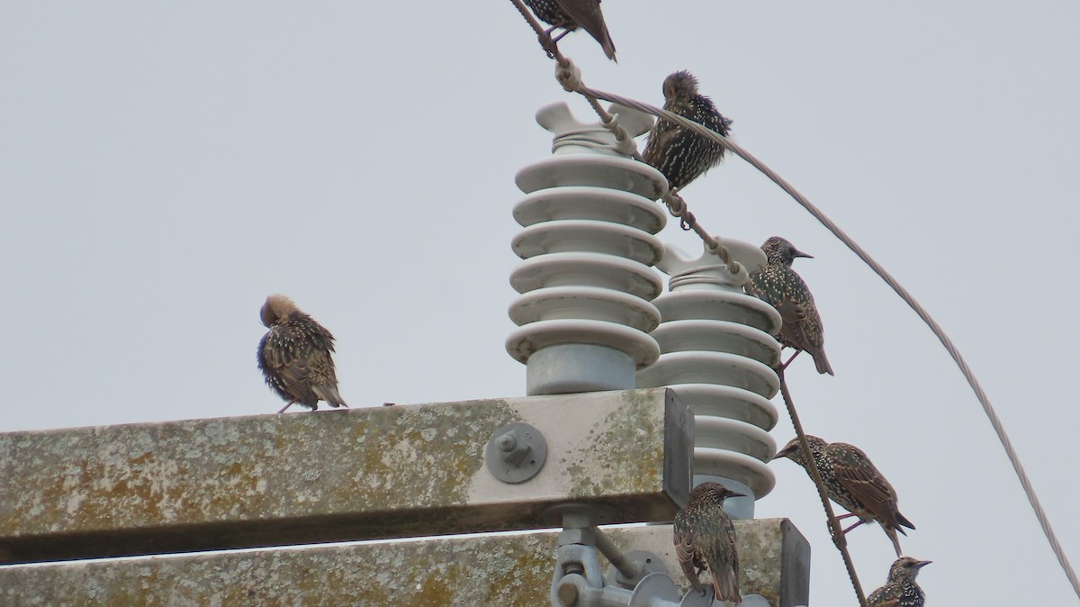 Хар тодол - ML644220000