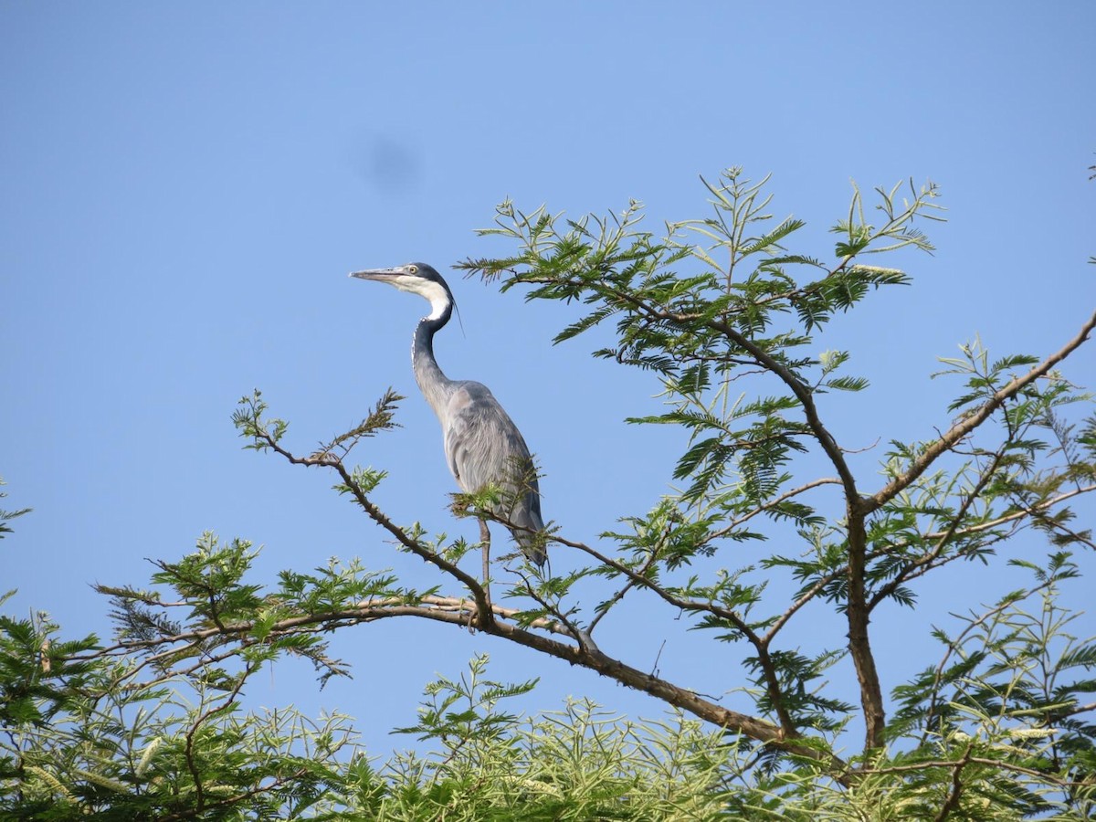 Black-headed Heron - ML644220002
