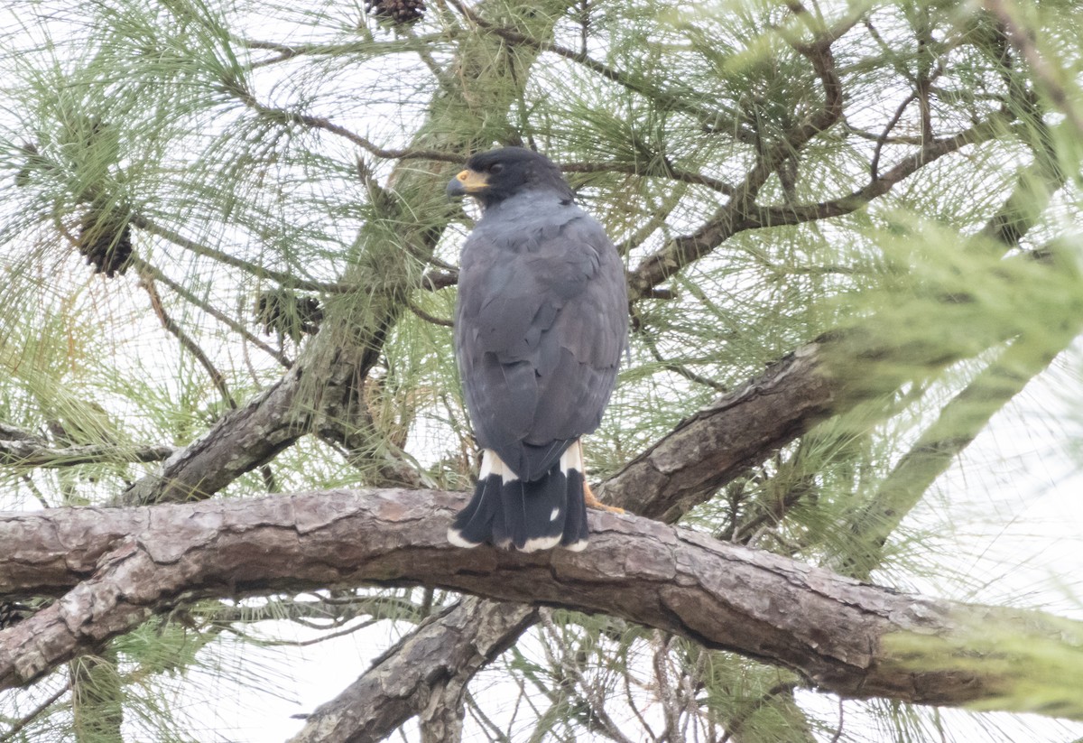 Great Black Hawk - ML644220009