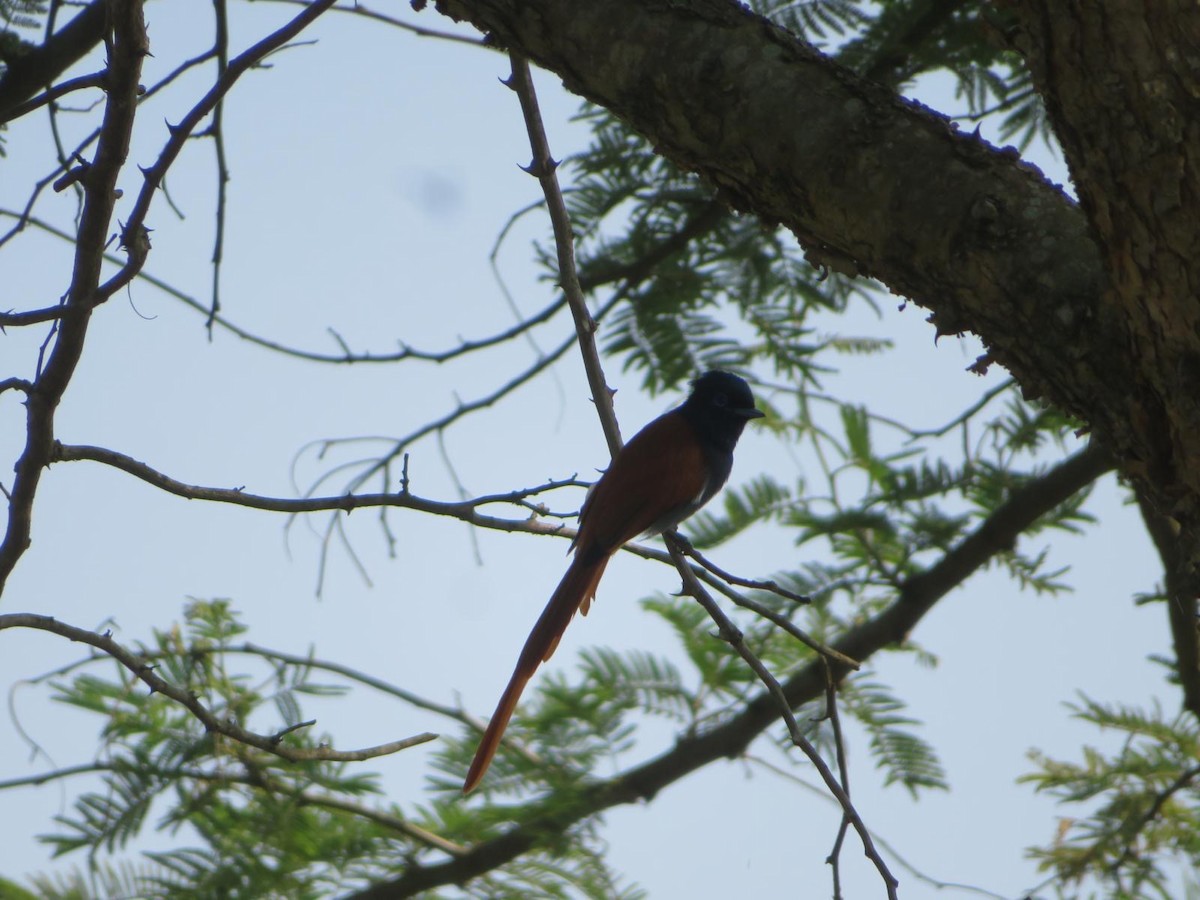 African Paradise-Flycatcher - ML644220010