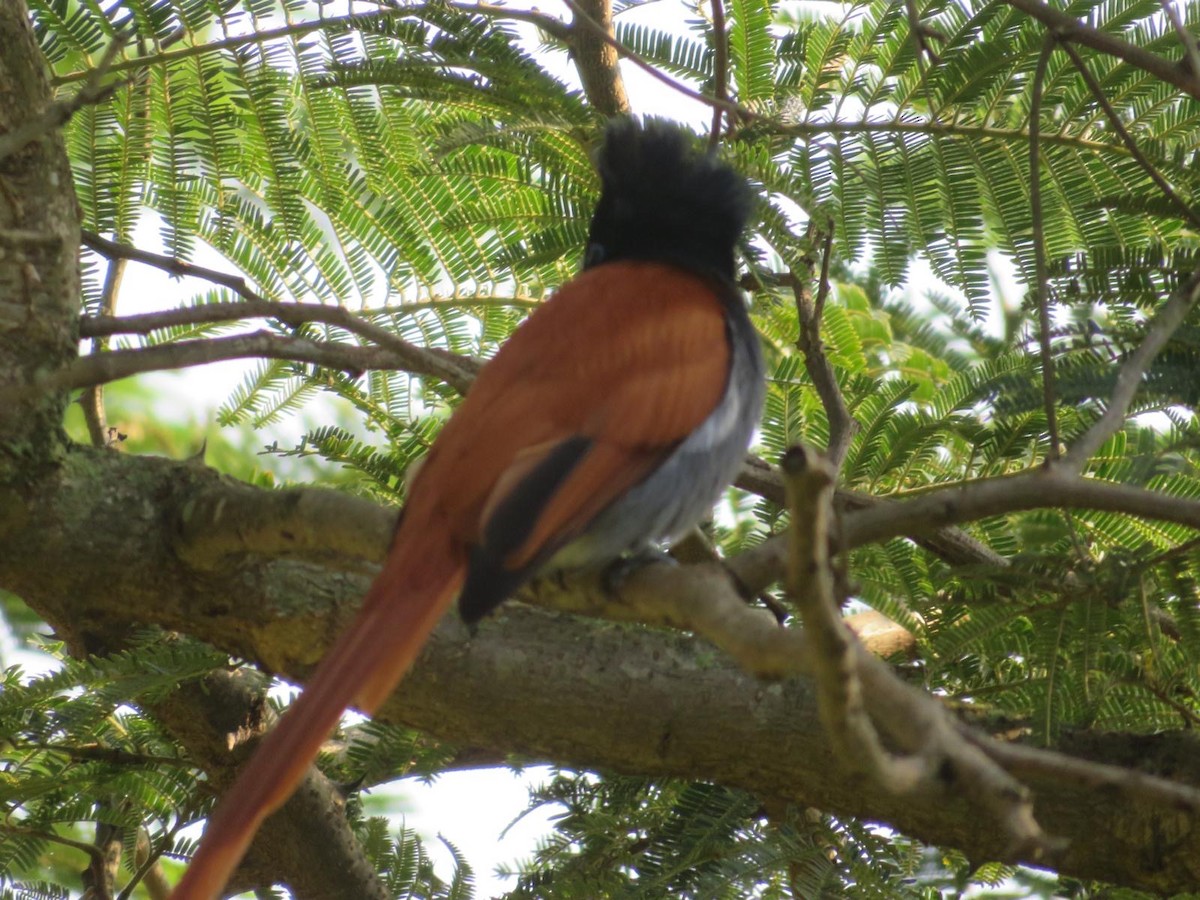 African Paradise-Flycatcher - ML644220011