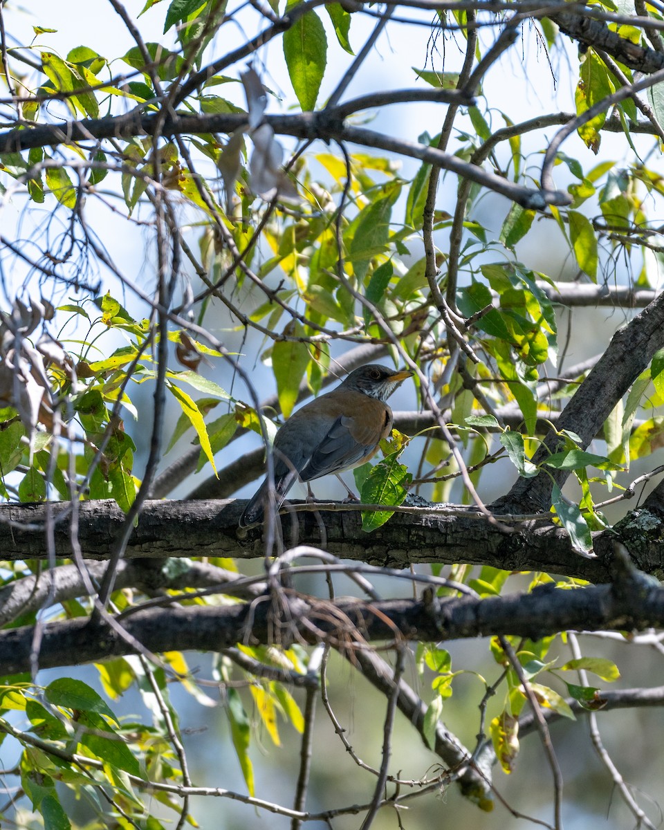 Rufous-backed Robin (Rufous-backed) - ML644220012