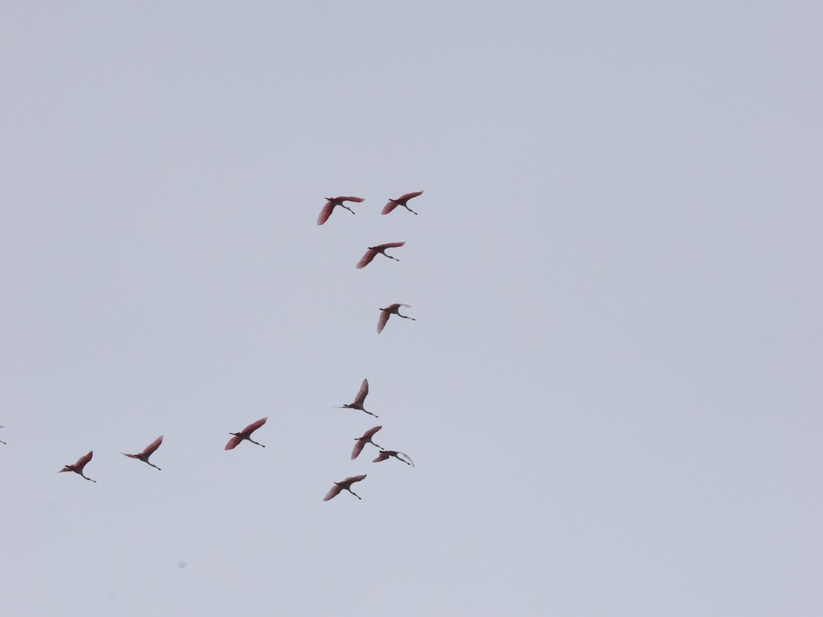 rosenskjestork - ML644220014