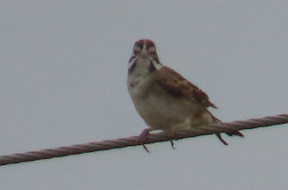 Lark Sparrow - ML644220015