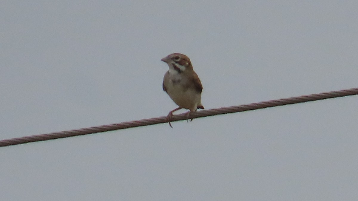 Lark Sparrow - ML644220016
