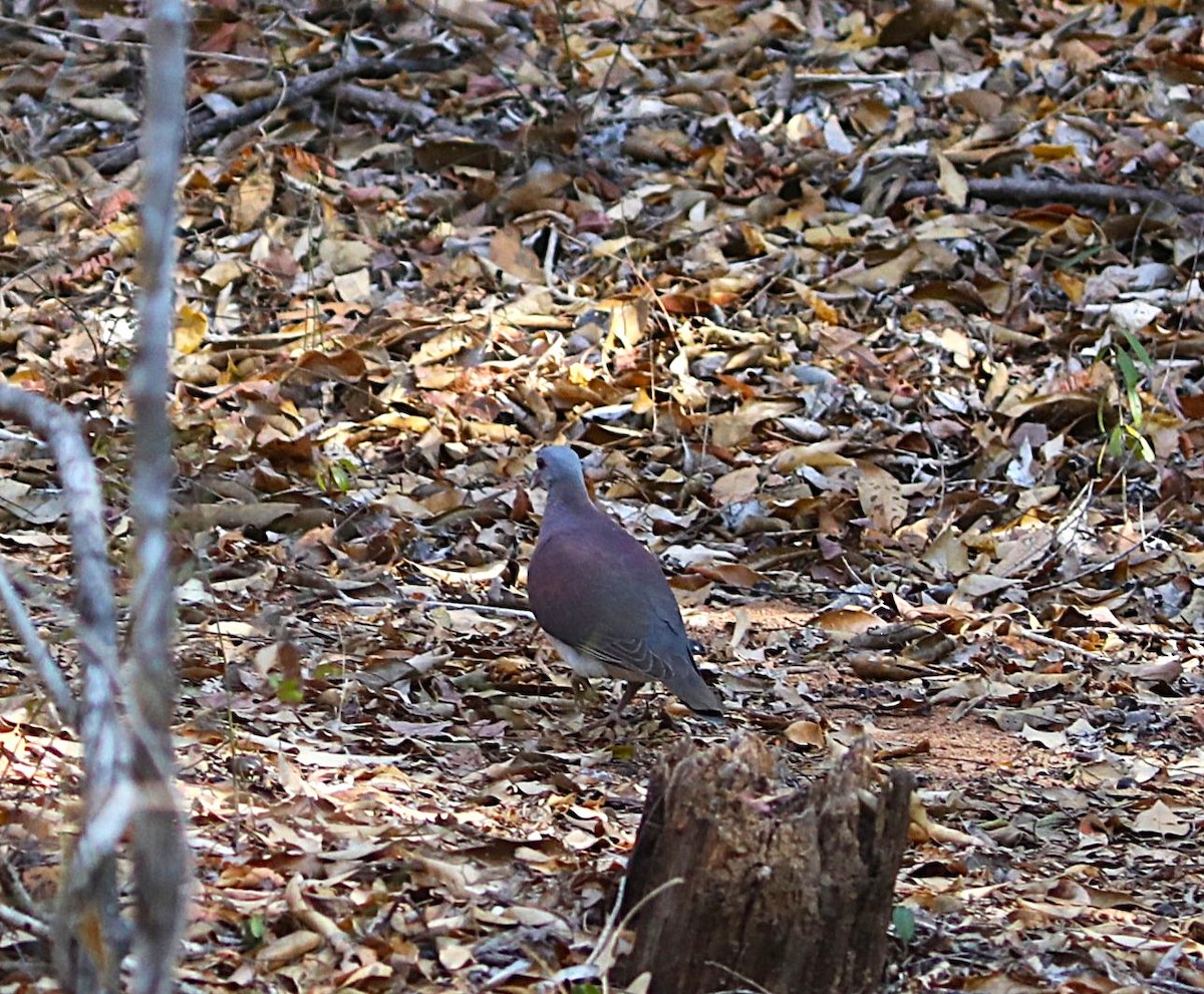 Горлиця мадагаскарська - ML644220024