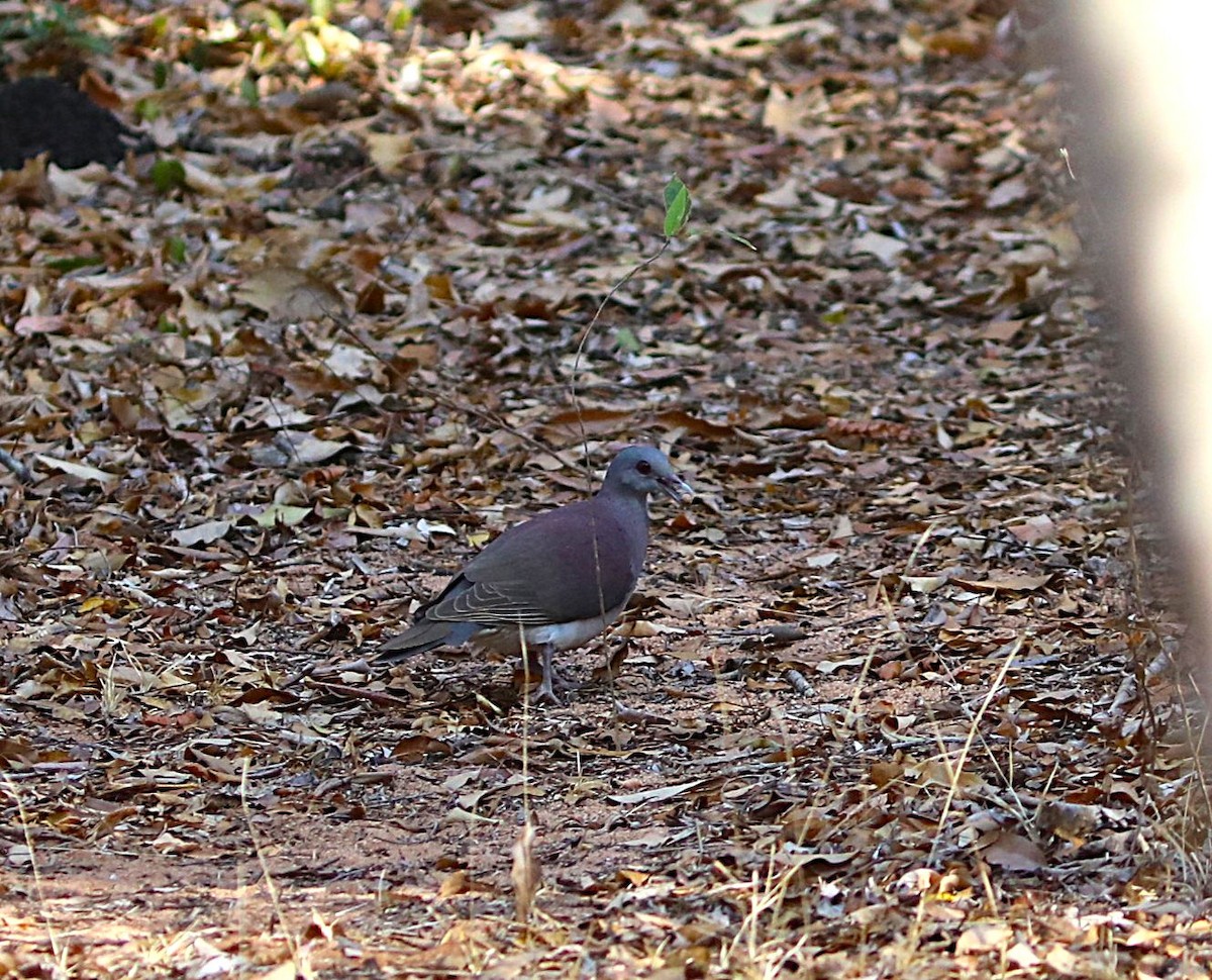 Горлиця мадагаскарська - ML644220025