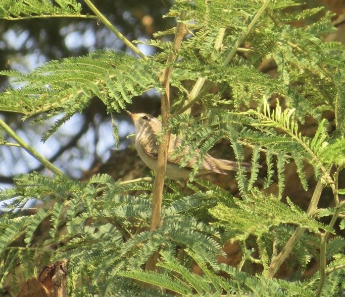 Willow Warbler - ML644220026