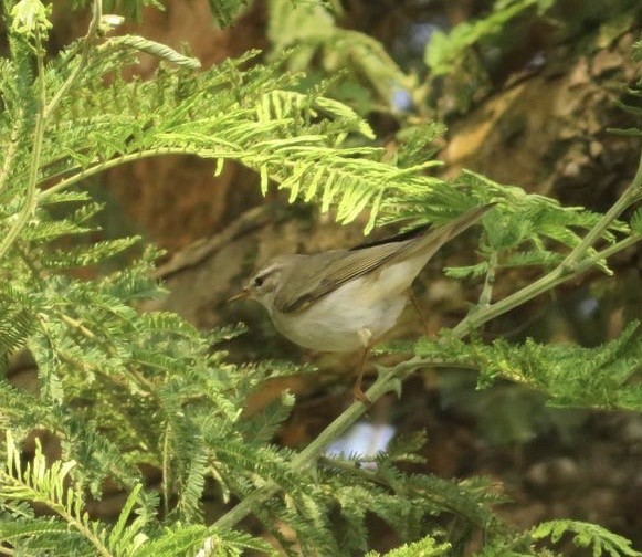 Willow Warbler - ML644220027