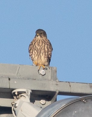 Merlin (Taiga) - ML644220029