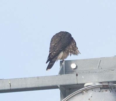 Merlin (Taiga) - ML644220030