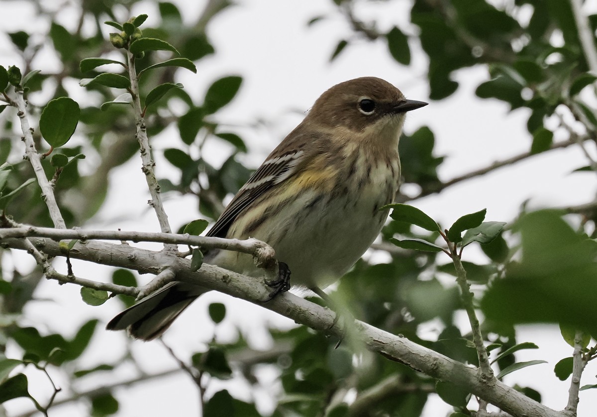 myrteparula - ML644220031