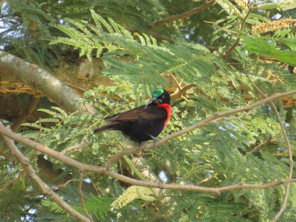 Scarlet-chested Sunbird - ML644220033