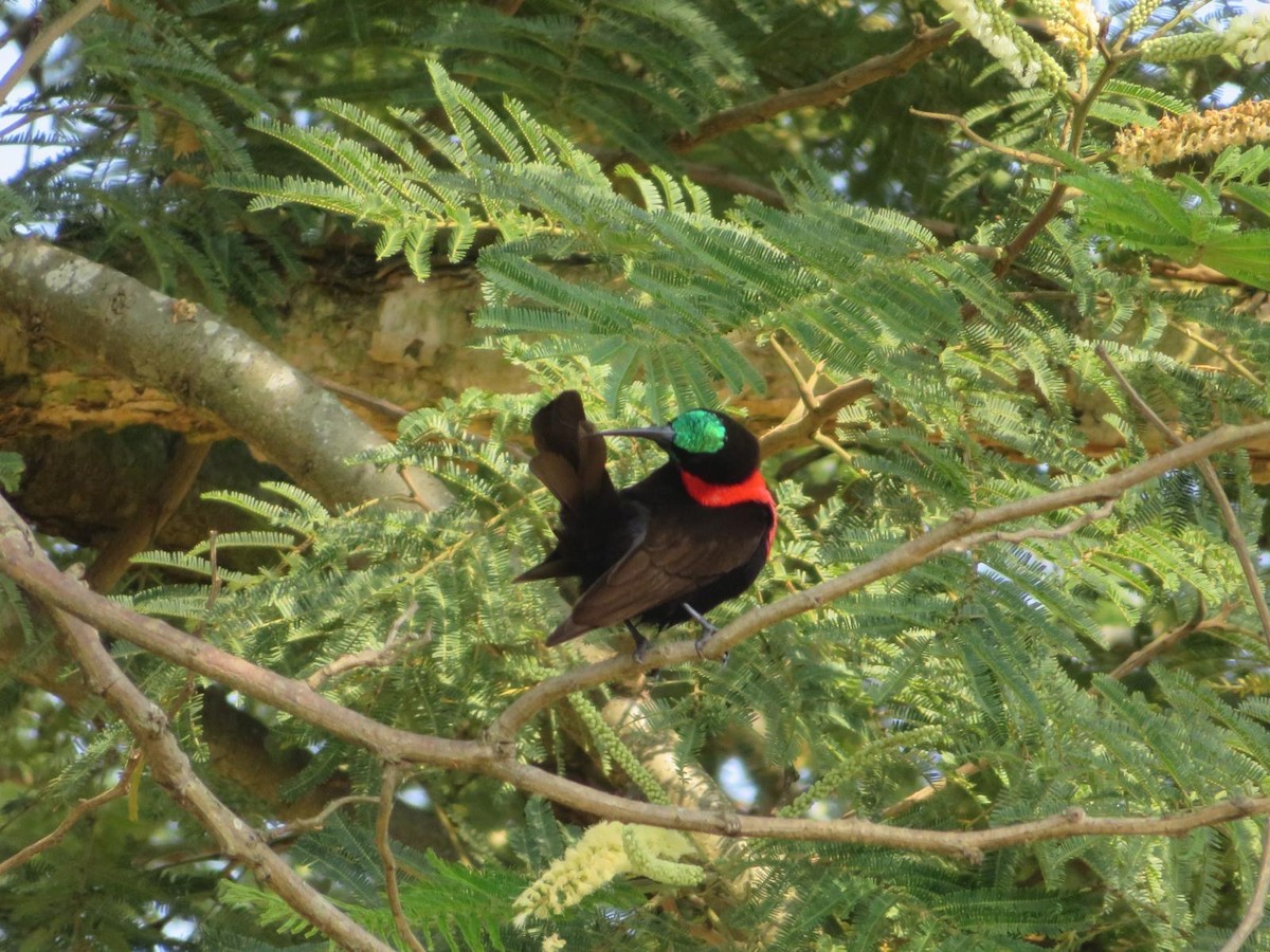 Scarlet-chested Sunbird - ML644220034