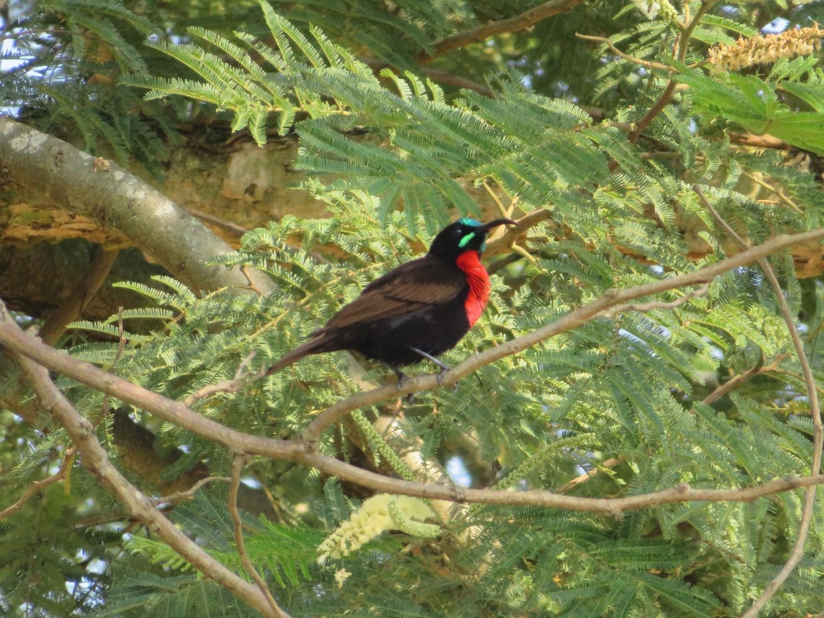 Scarlet-chested Sunbird - ML644220035