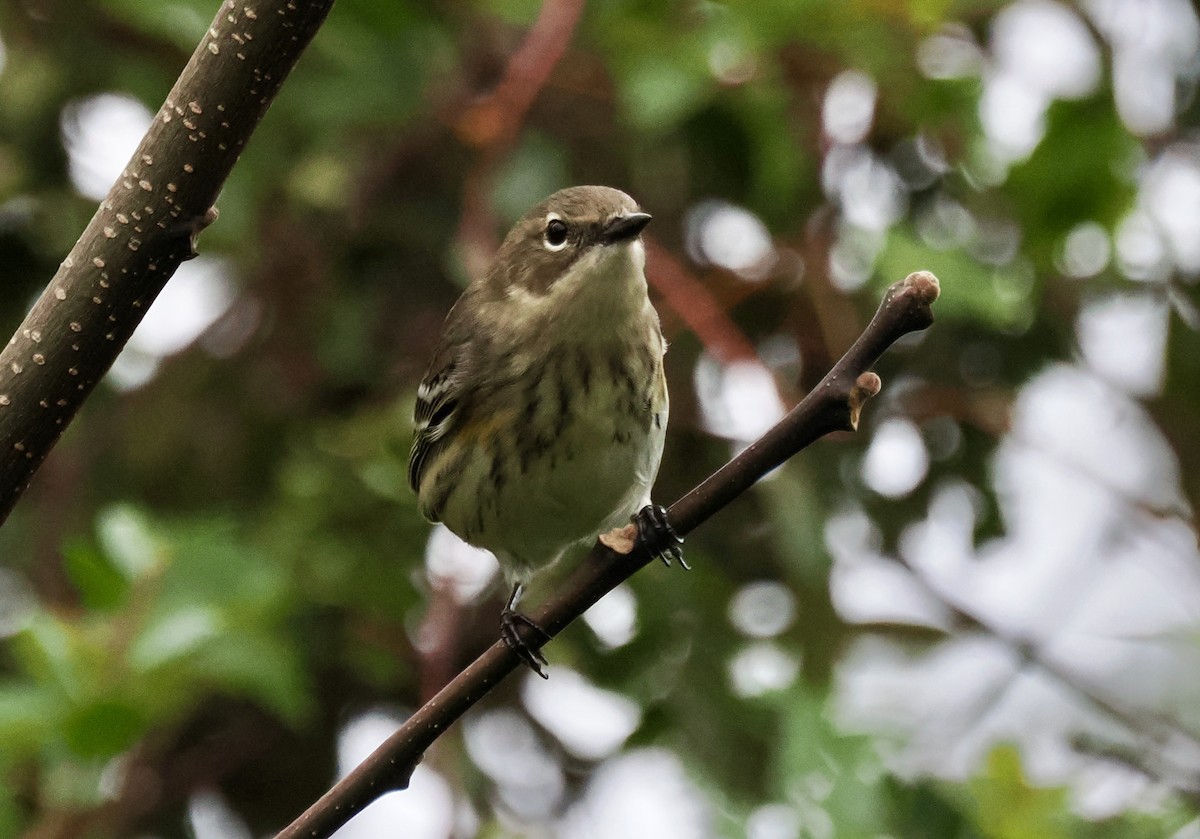 myrteparula - ML644220041