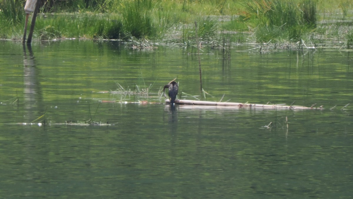 Anhinga roux - ML644220042