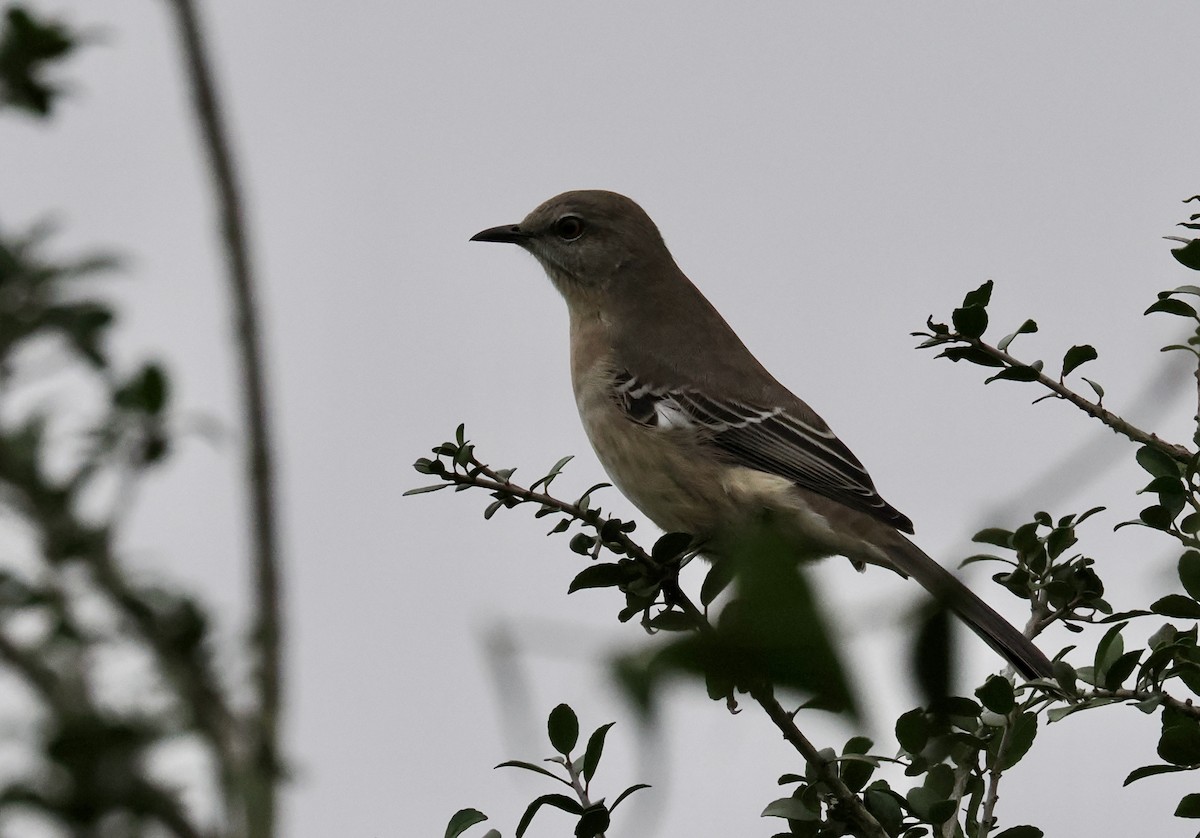 sangspottefugl - ML644220046