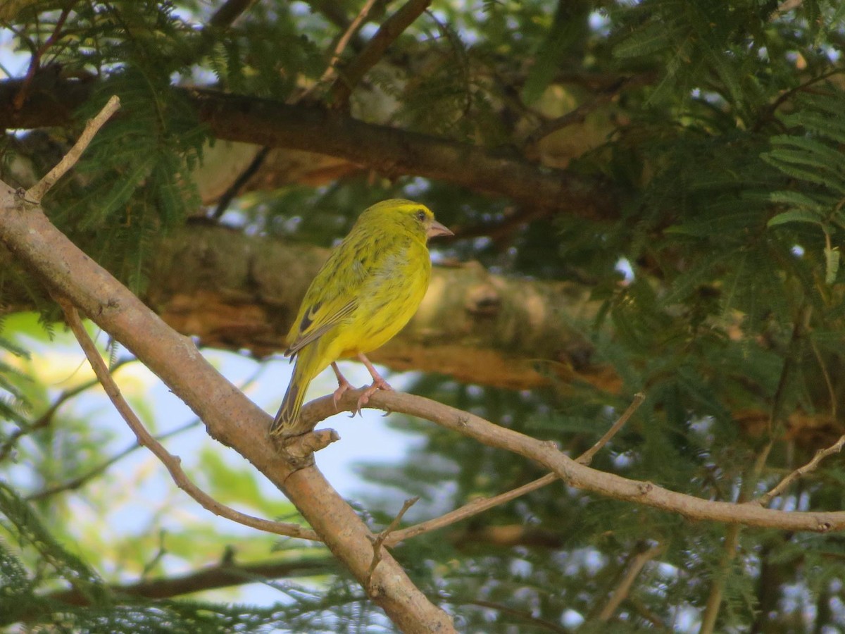 Yellow-fronted Canary - ML644220050