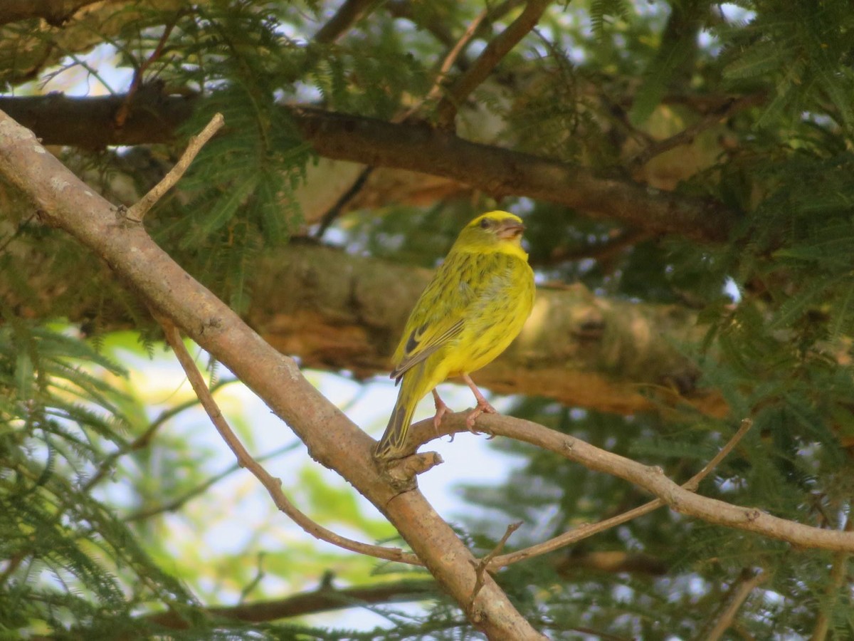 Yellow-fronted Canary - ML644220051