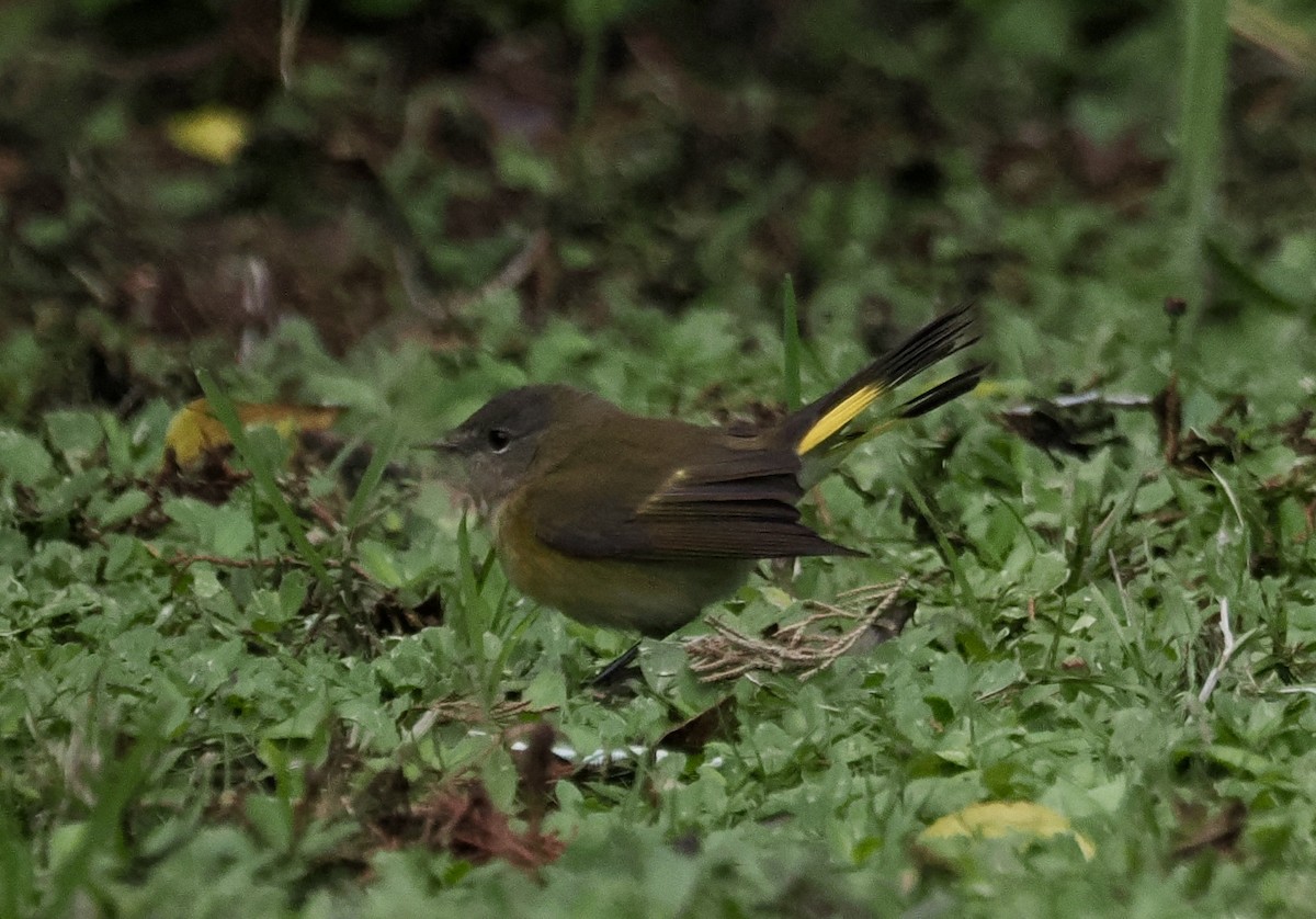 rødstjertparula - ML644220052