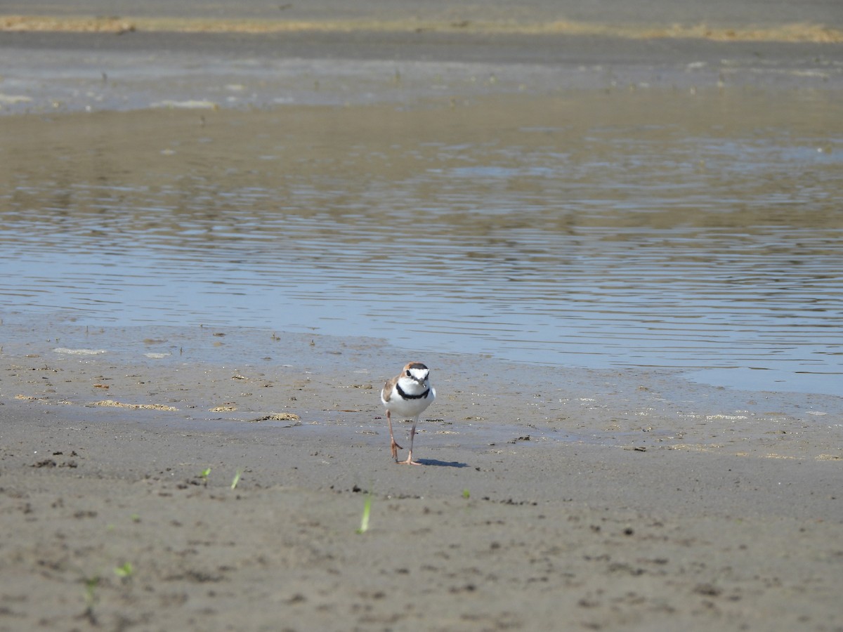 Collared Plover - ML644220054