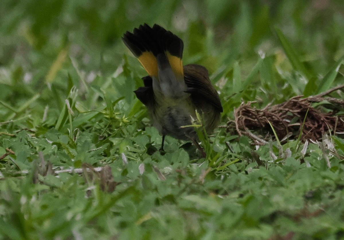 rødstjertparula - ML644220057